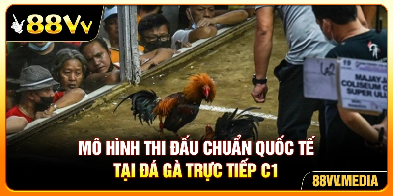 Mô hình thi đấu chuẩn quốc tế tại đá gà trực tiếp C1